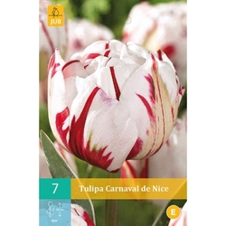 Tulipán - Carnaval de Nice - 5 cibulí Tulipán - Carnaval de Nice - 5 cibulí