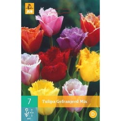Tulipán - Fringed Mix - 7 cibulí