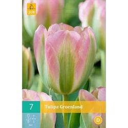 Tulipán - Groenland - 7 cibulí Tulipán - Groenland - 7 cibulí