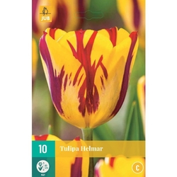 Tulipán - Helmar - 7 cibulí Tulipán - Helmar - 7 cibulí