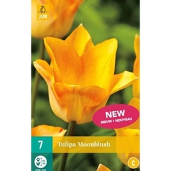Tulipán - Moonblush - 7 cibulí Tulipán - Moonblush - 7 cibulí
