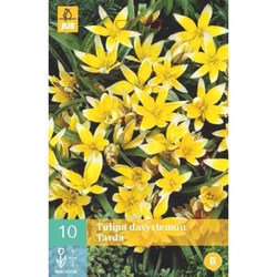 Tulipán - Tarda Dasystemon - 10 cibulí Tulipán - Tarda Dasystemon - 10 cibulí