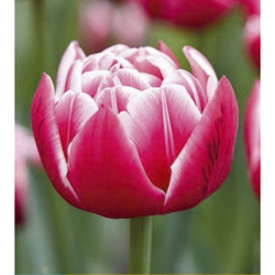 Tulipán - Columbus - 7 cibulí Tulipán - Columbus - 7 cibulí