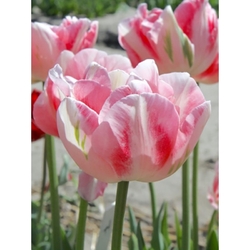 Tulipán - Finola- 7 cibulí Tulipán - Finola- 7 cibulí