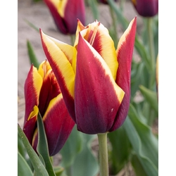 Tulipán - Gavota - 7 cibulí Tulipán - Gavota - 7 cibulí