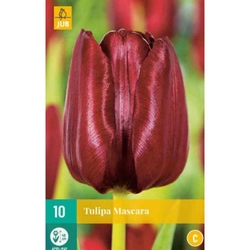 Tulipán - Mascara  - 10 cibulí Tulipán - Mascara  - 10 cibulí