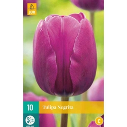 Tulipán - Negrita - 10 cibulí Tulipán - Negrita - 10 cibulí