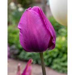 Tulipán - Negrita - 10 cibulí Tulipán - Negrita - 10 cibulí