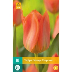 Tulipán - Orange Emperor - 10 cibulí Tulipán - Orange Emperor - 10 cibulí