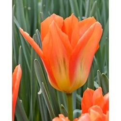 Tulipán - Orange Emperor - 10 cibulí Tulipán - Orange Emperor - 10 cibulí