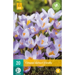Crocus Sieberi Firefly - 20 ks Crocus Sieberi Firefly - 20 ks