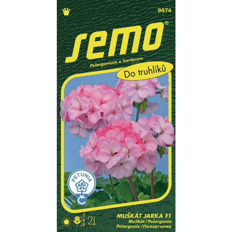 Pelargonie páskatá - Jarka F1